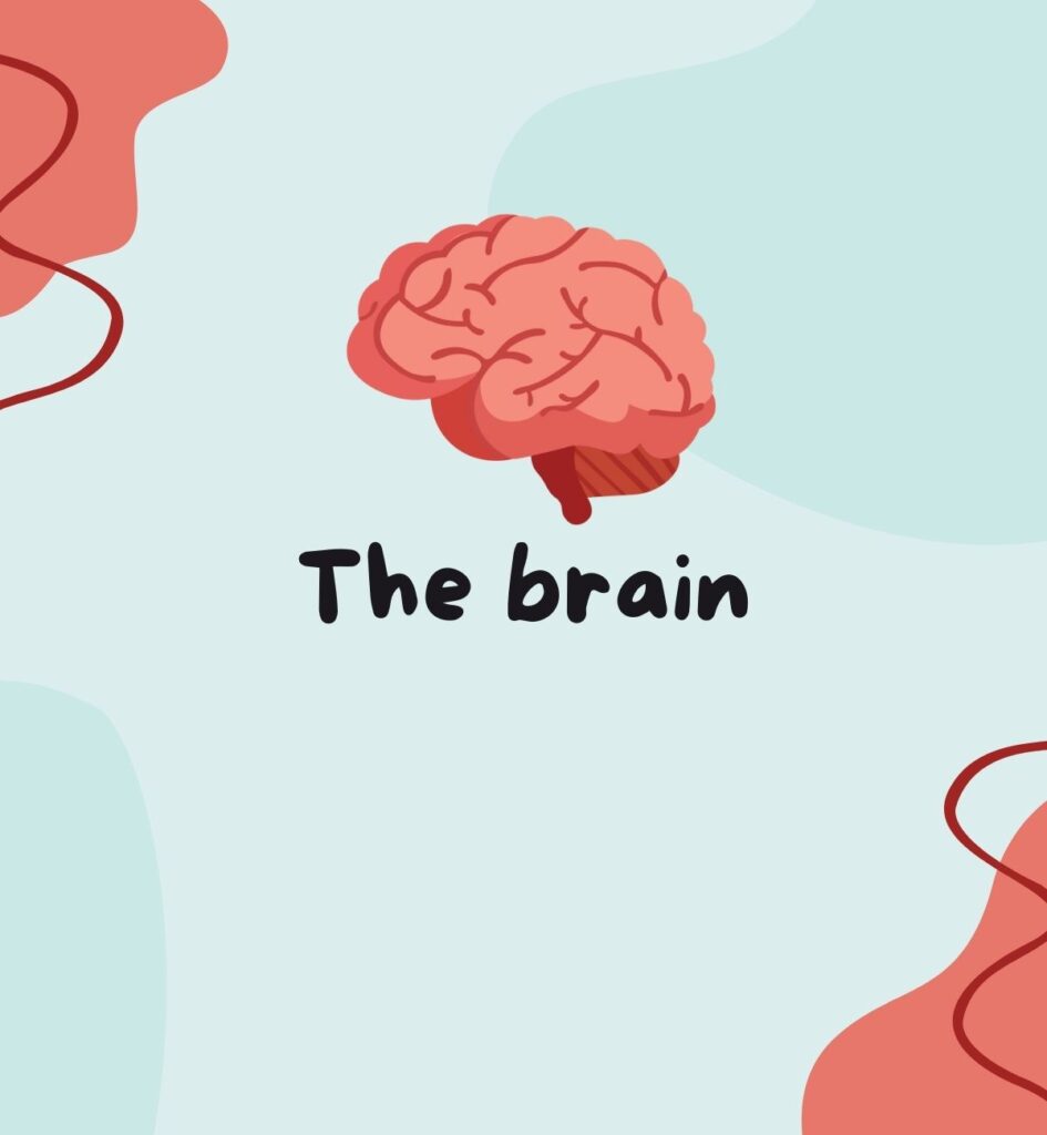 The brain